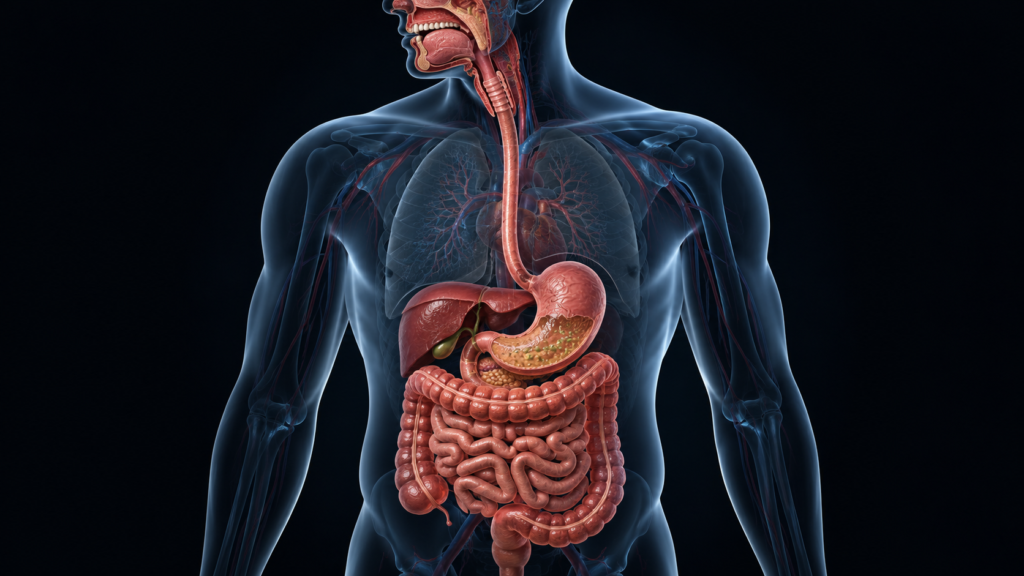 The stomach within the larger sequence of the human digestive system.